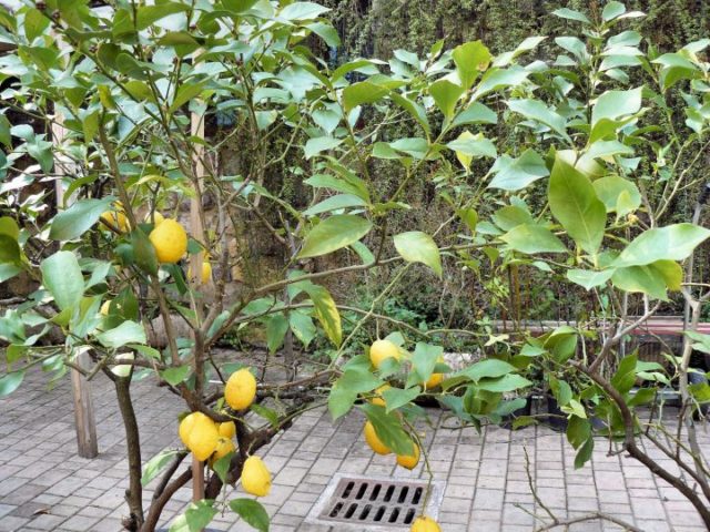 Cytryny w przydomowym ogródku